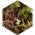 Saw Palmetto Serenoa repens plant extract ProstaVive ingredient for prostate health and DHT inhibition